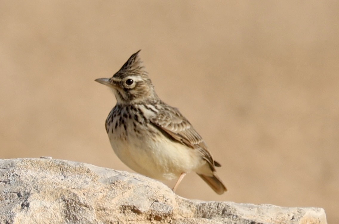 Короткопалый хохлатый жаворонок - ML646731188