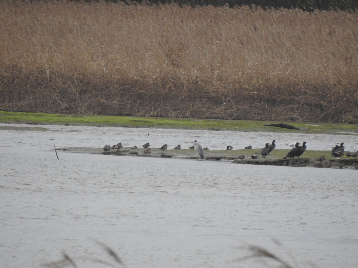 Gadwall - ML646731193