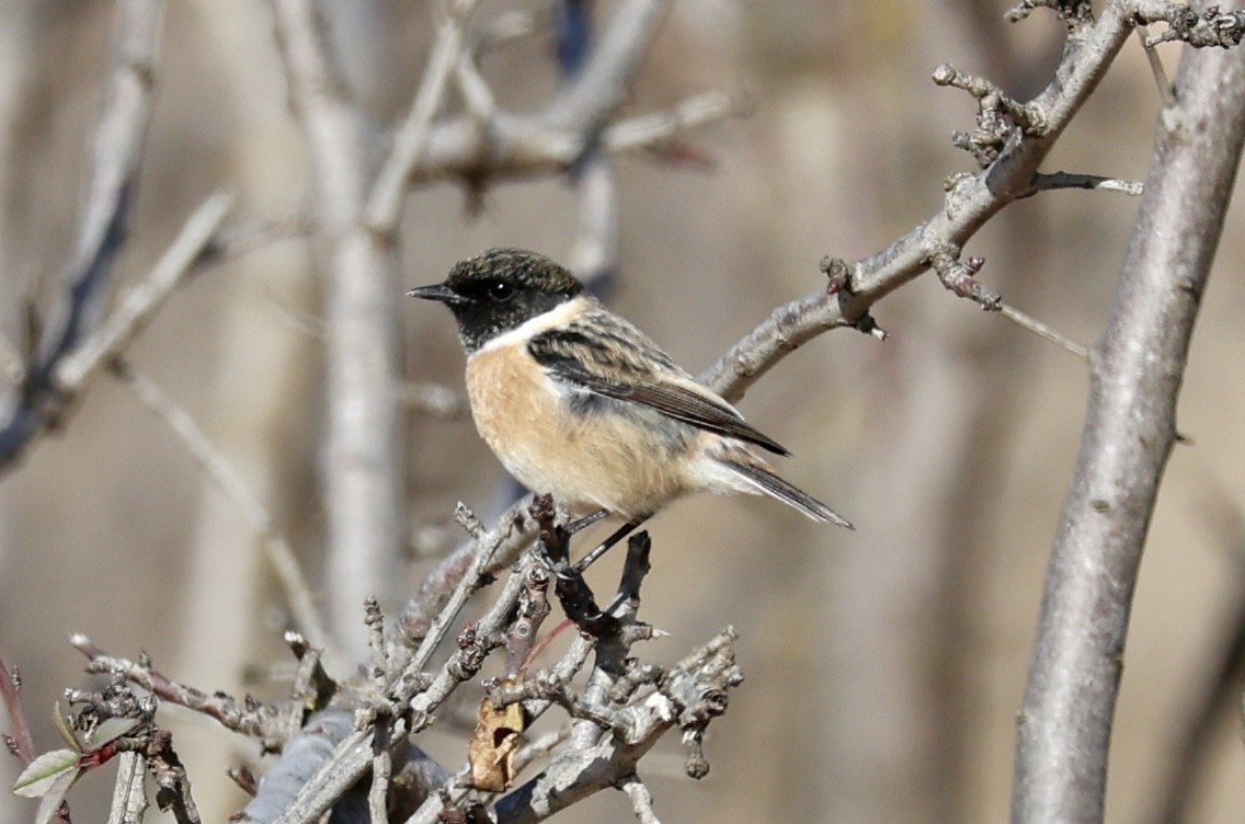 Черноголовый чекан - ML646731194