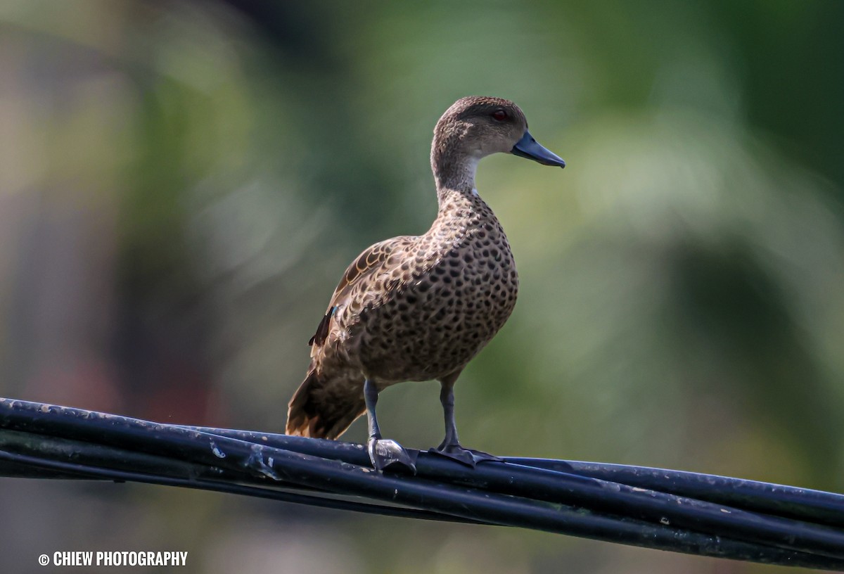 gråkrikkand - ML646731197