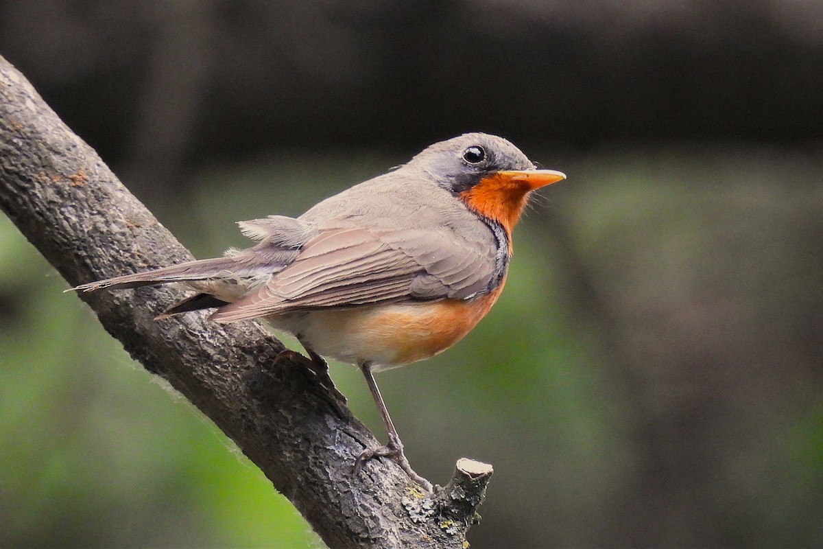 Kashmir Flycatcher - ML646731201