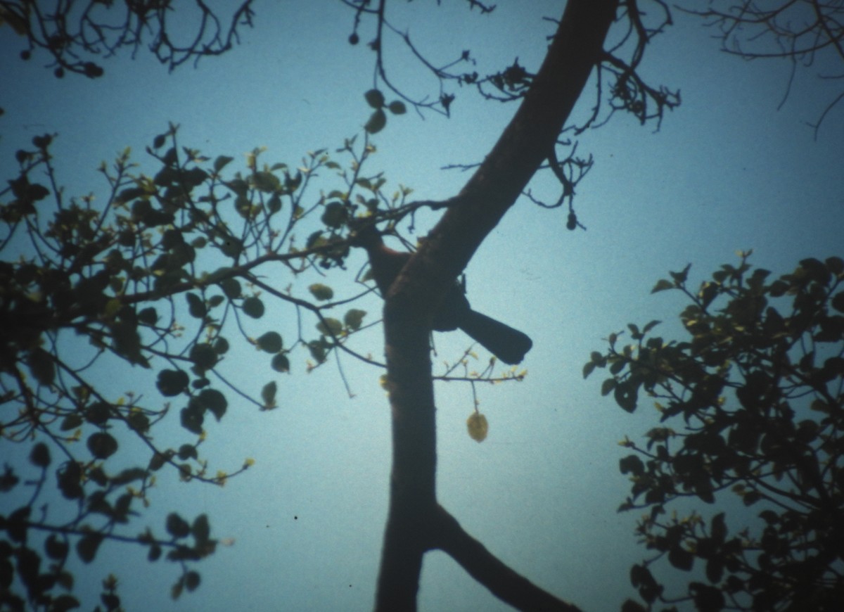 ズグロエボシドリ - ML646731202