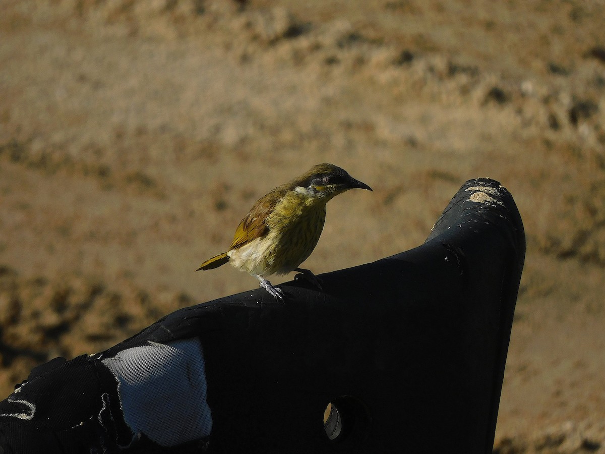 Иволговый медосос - ML646731204