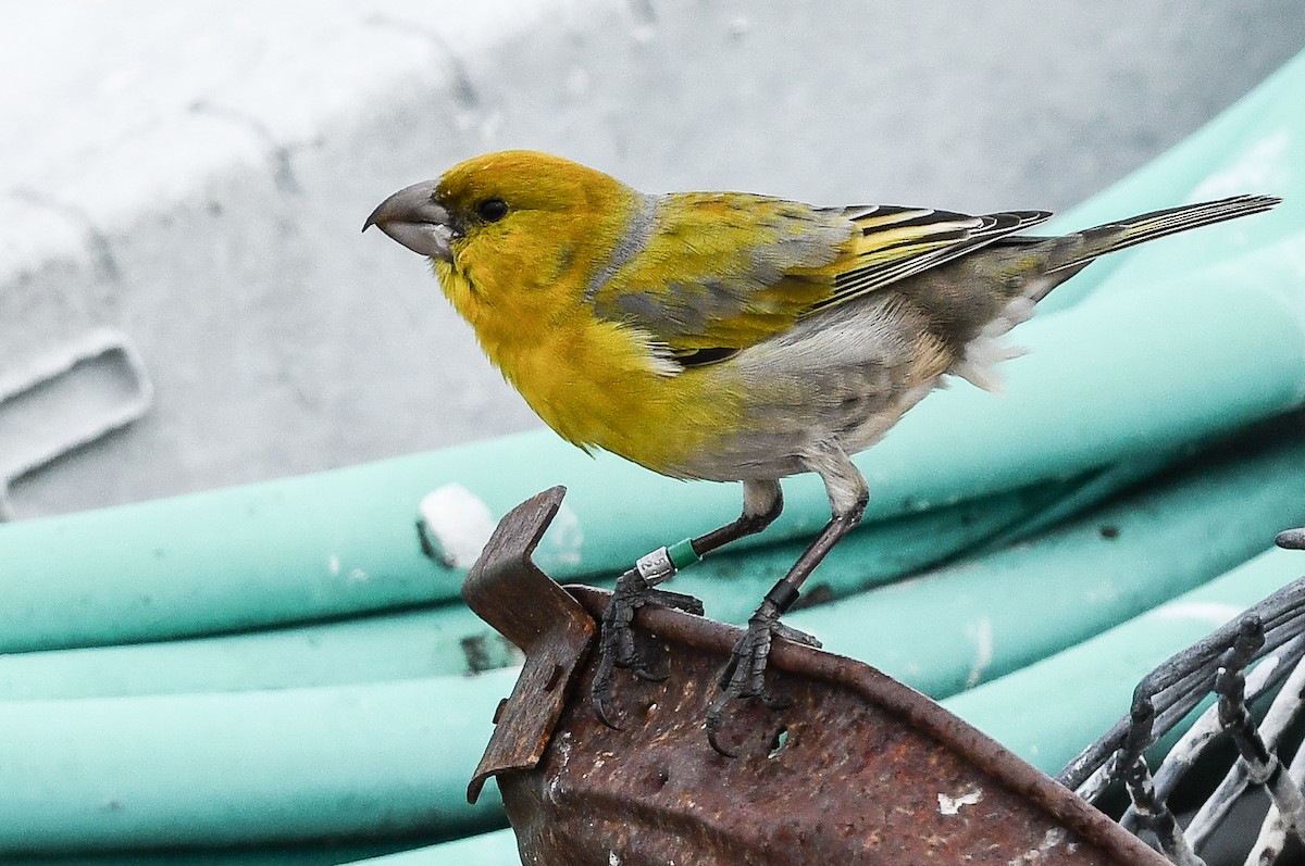 šatovník laysanský - ML646731207