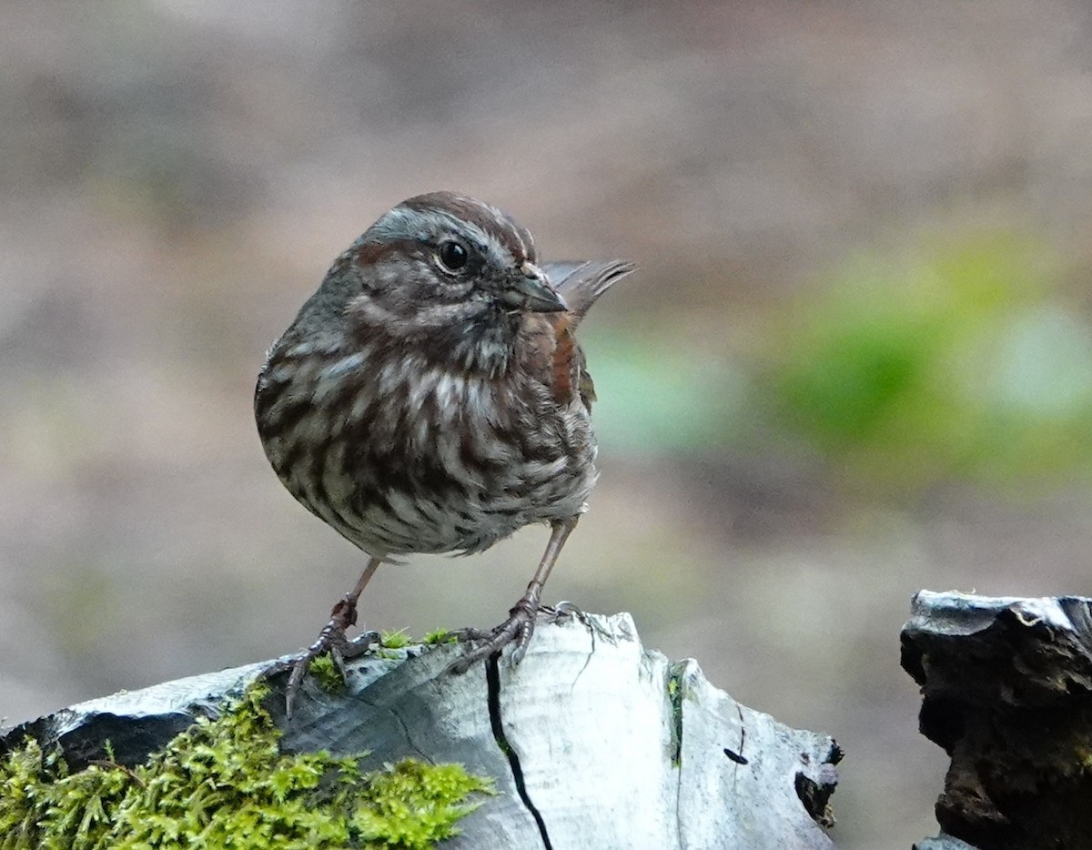 Song Sparrow - ML646731214