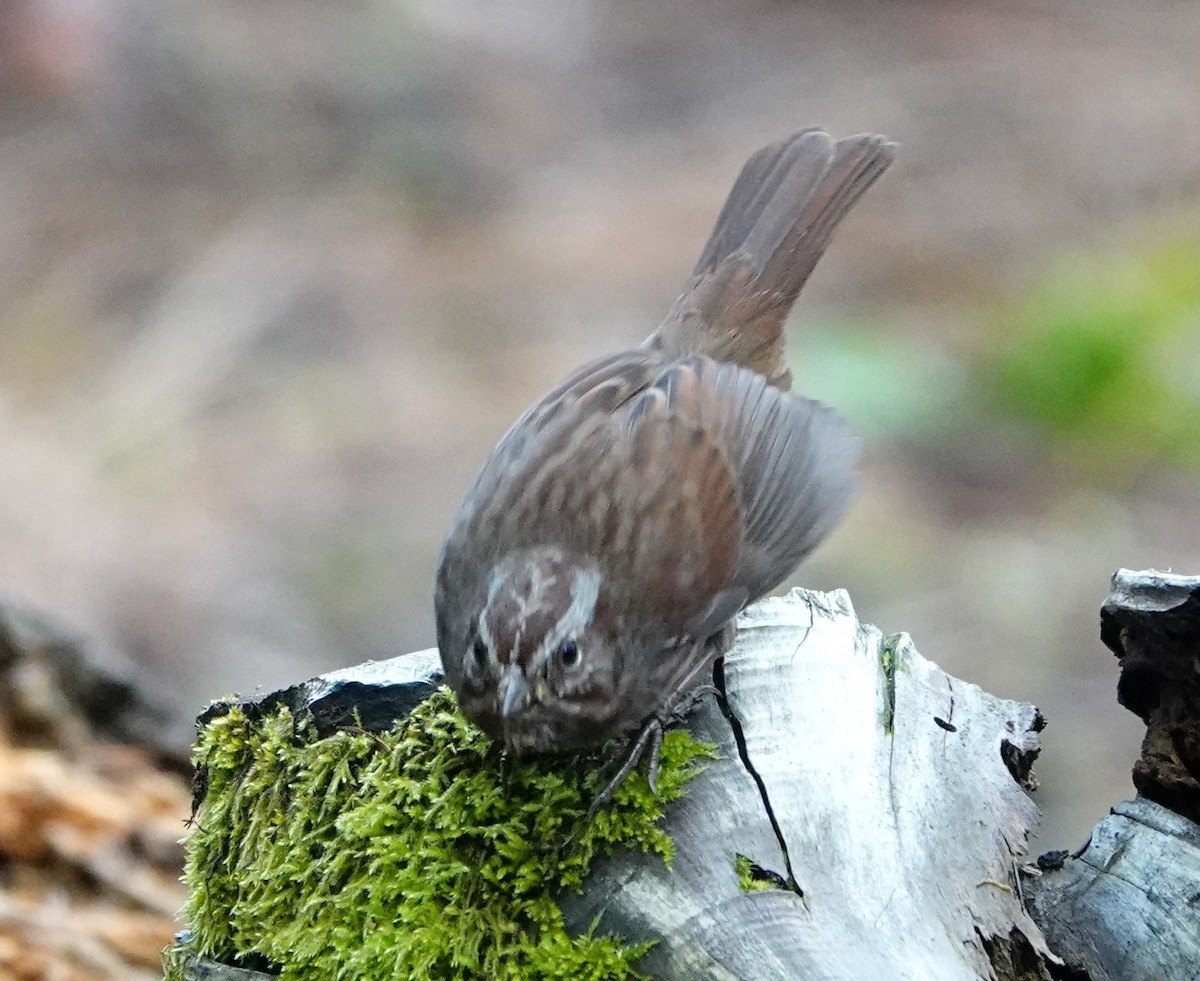 Song Sparrow - ML646731215