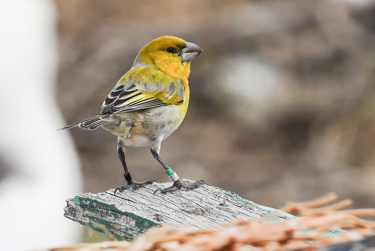 šatovník laysanský - ML646731217