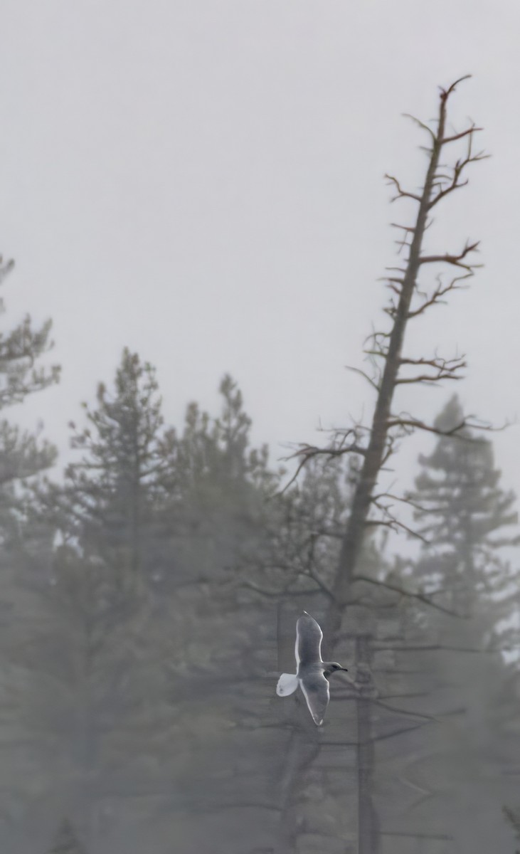 Glaucous-winged Gull - ML646731220