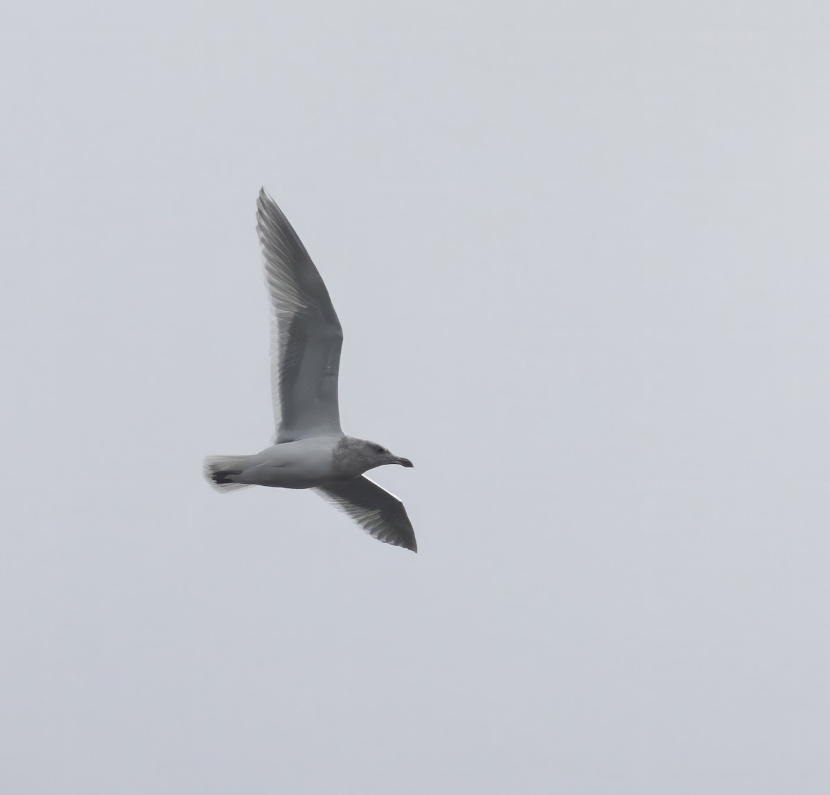 Glaucous-winged Gull - ML646731221