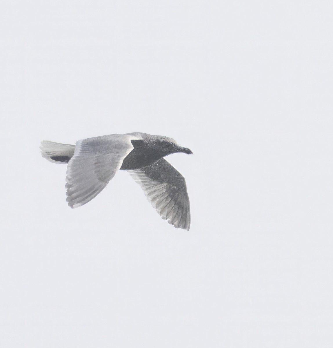 Glaucous-winged Gull - ML646731222
