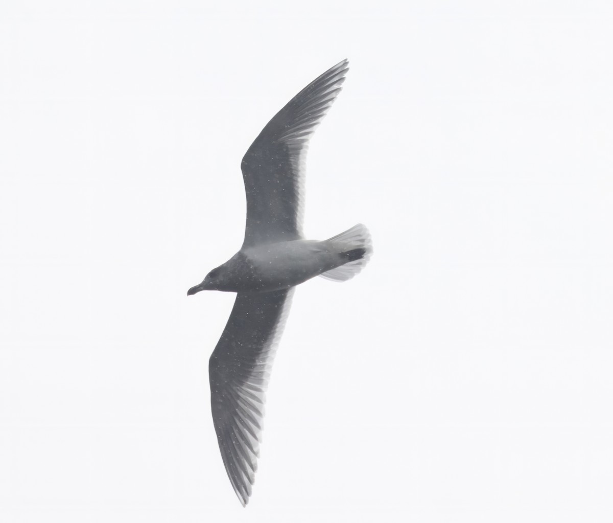 Glaucous-winged Gull - ML646731223