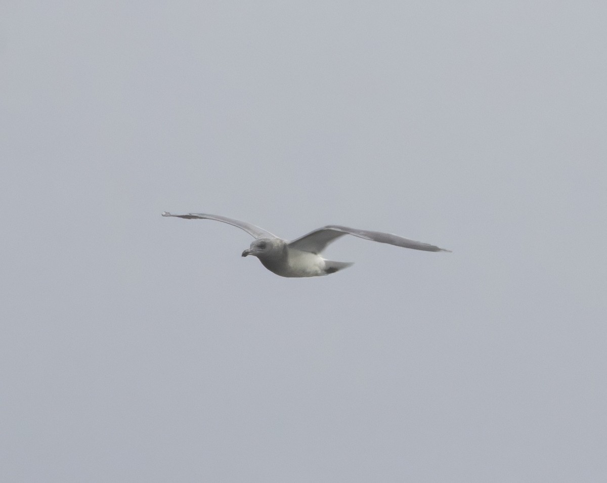 Glaucous-winged Gull - ML646731224