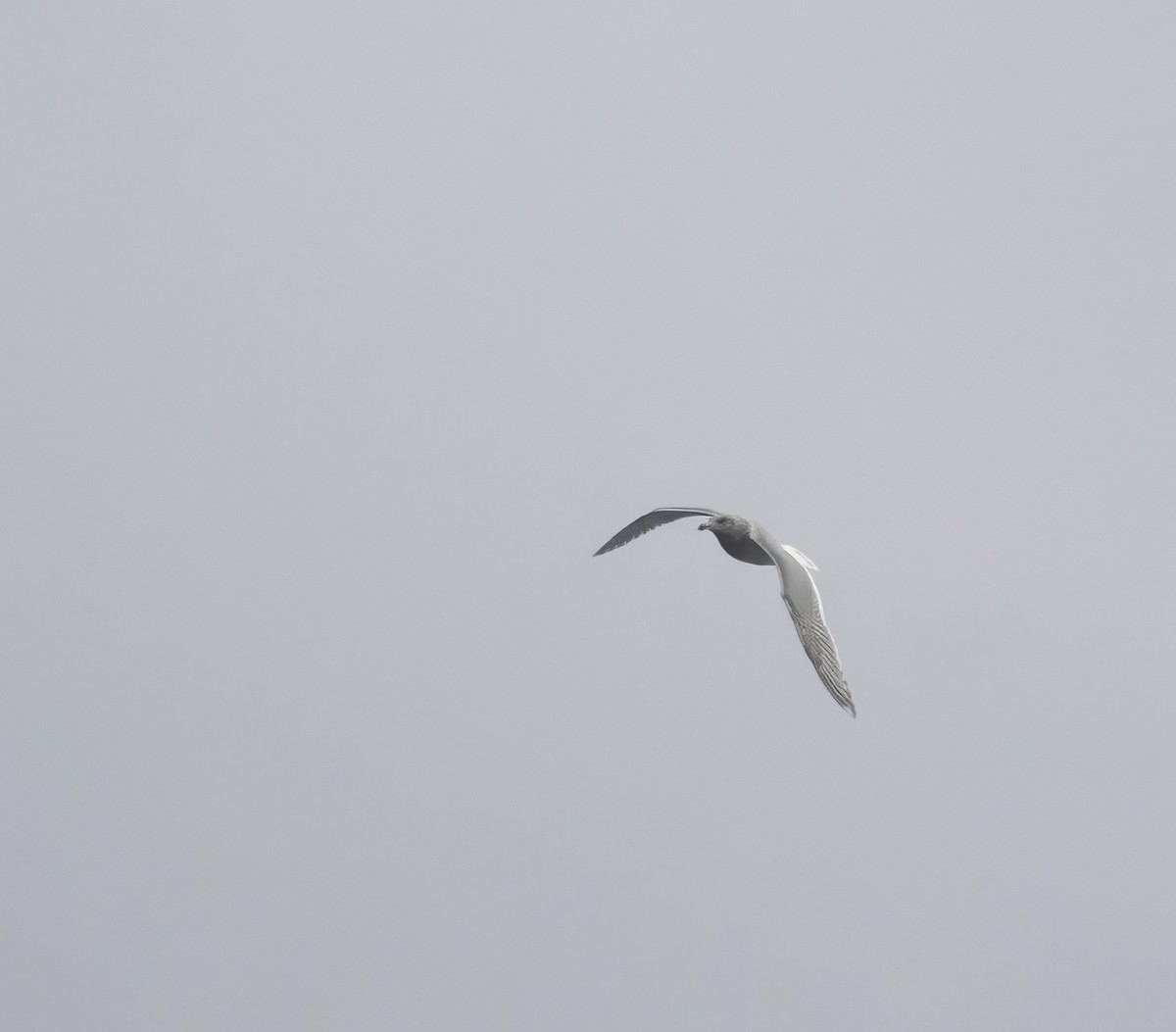 Glaucous-winged Gull - ML646731225