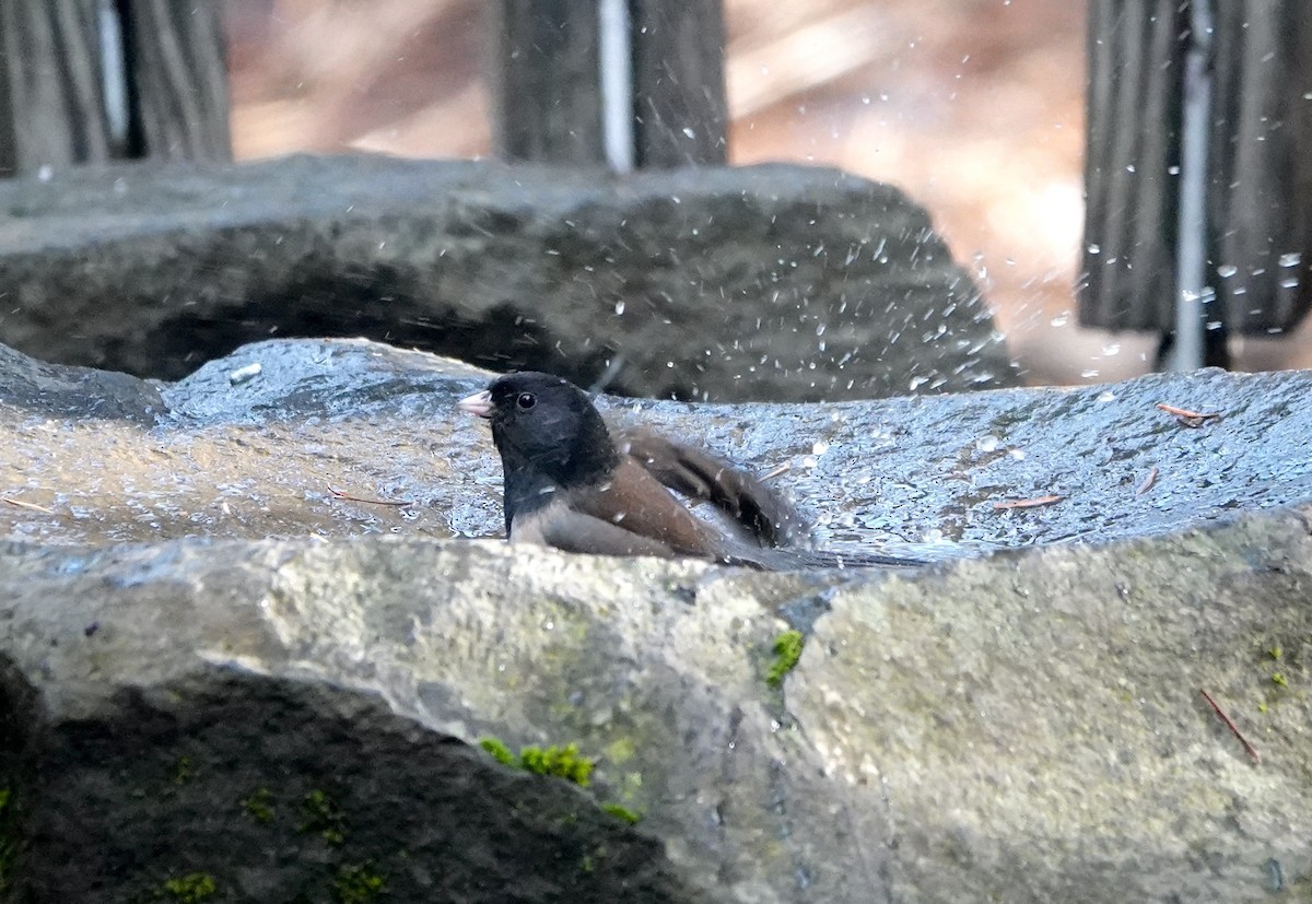 Dark-eyed Junco (Oregon) - ML646731231