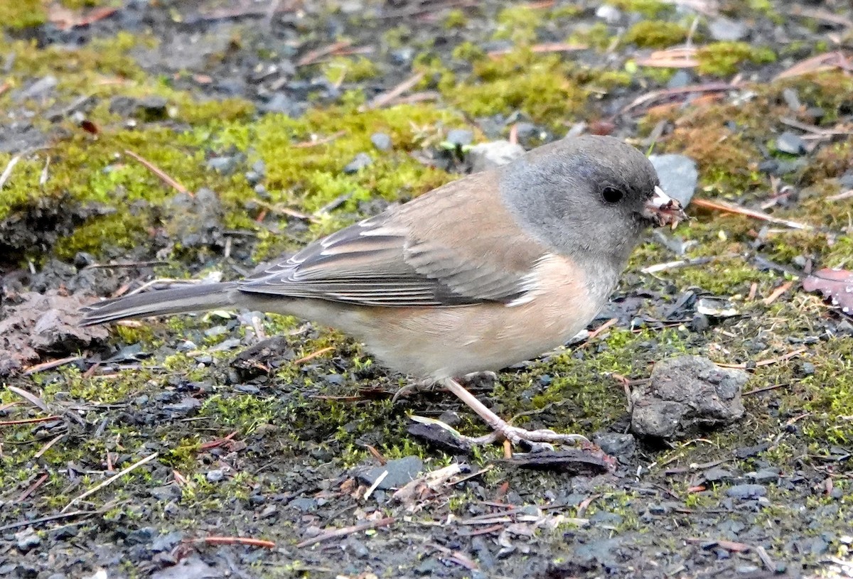 Dark-eyed Junco (Oregon) - ML646731236