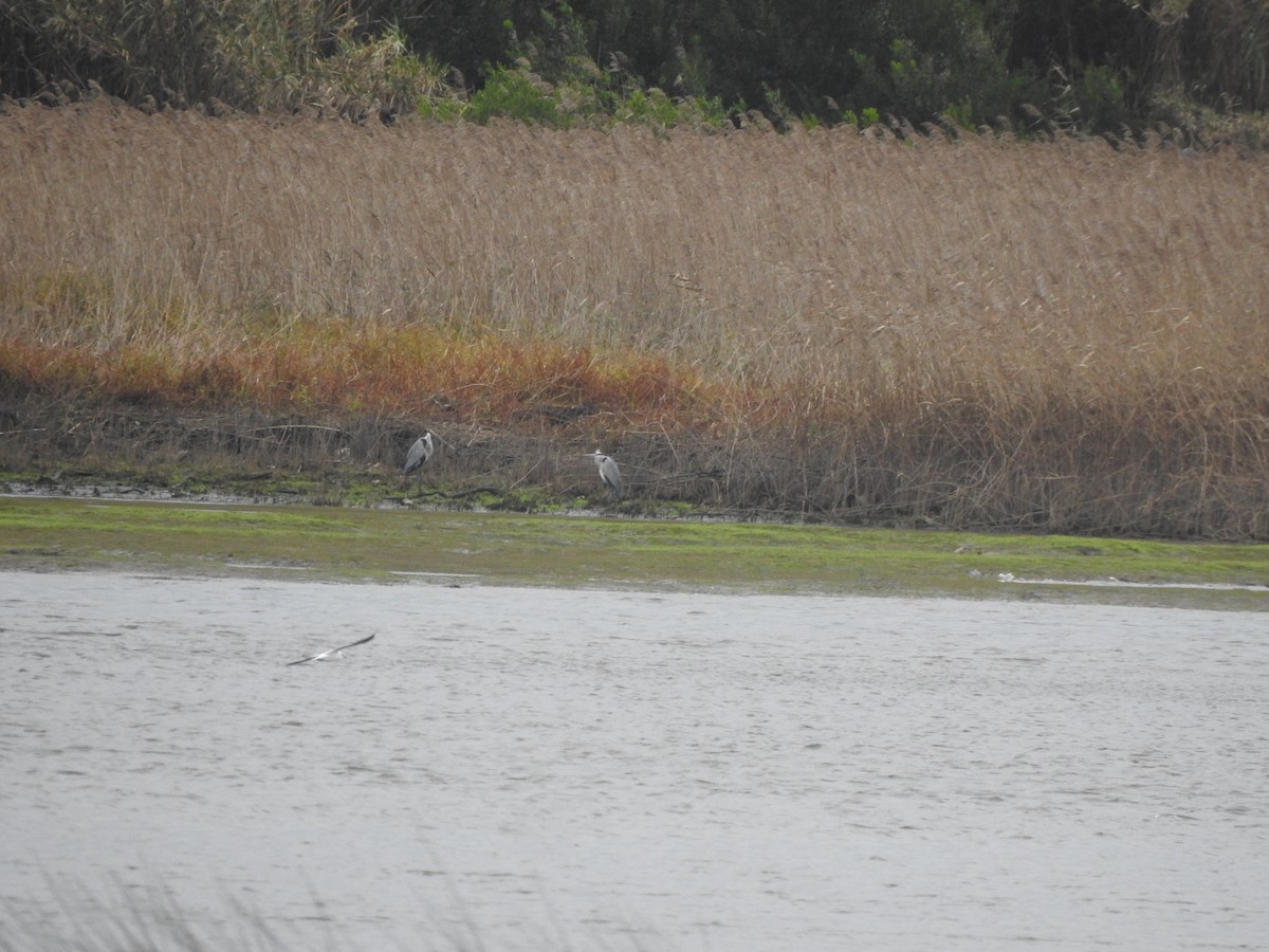 Gray Heron - ML646731237