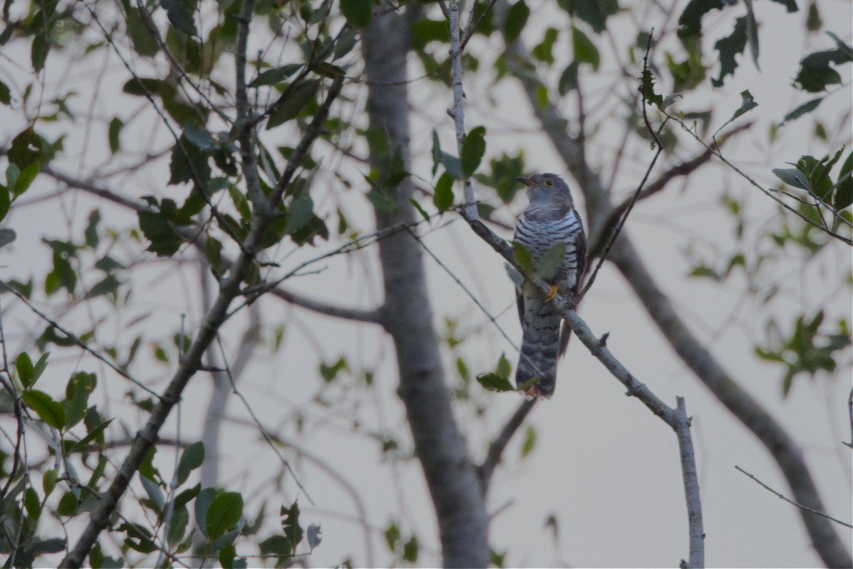 Индийская кукушка - ML646731243