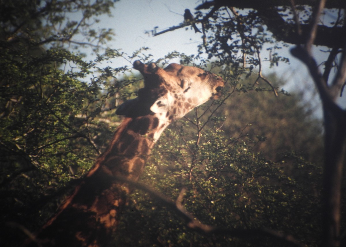 クロオウチュウ - ML646731245