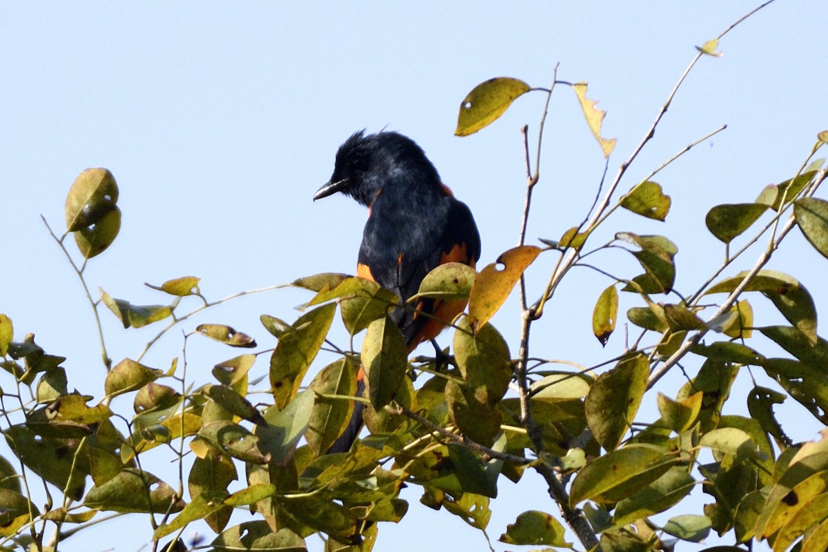 Orange Minivet - ML646731255