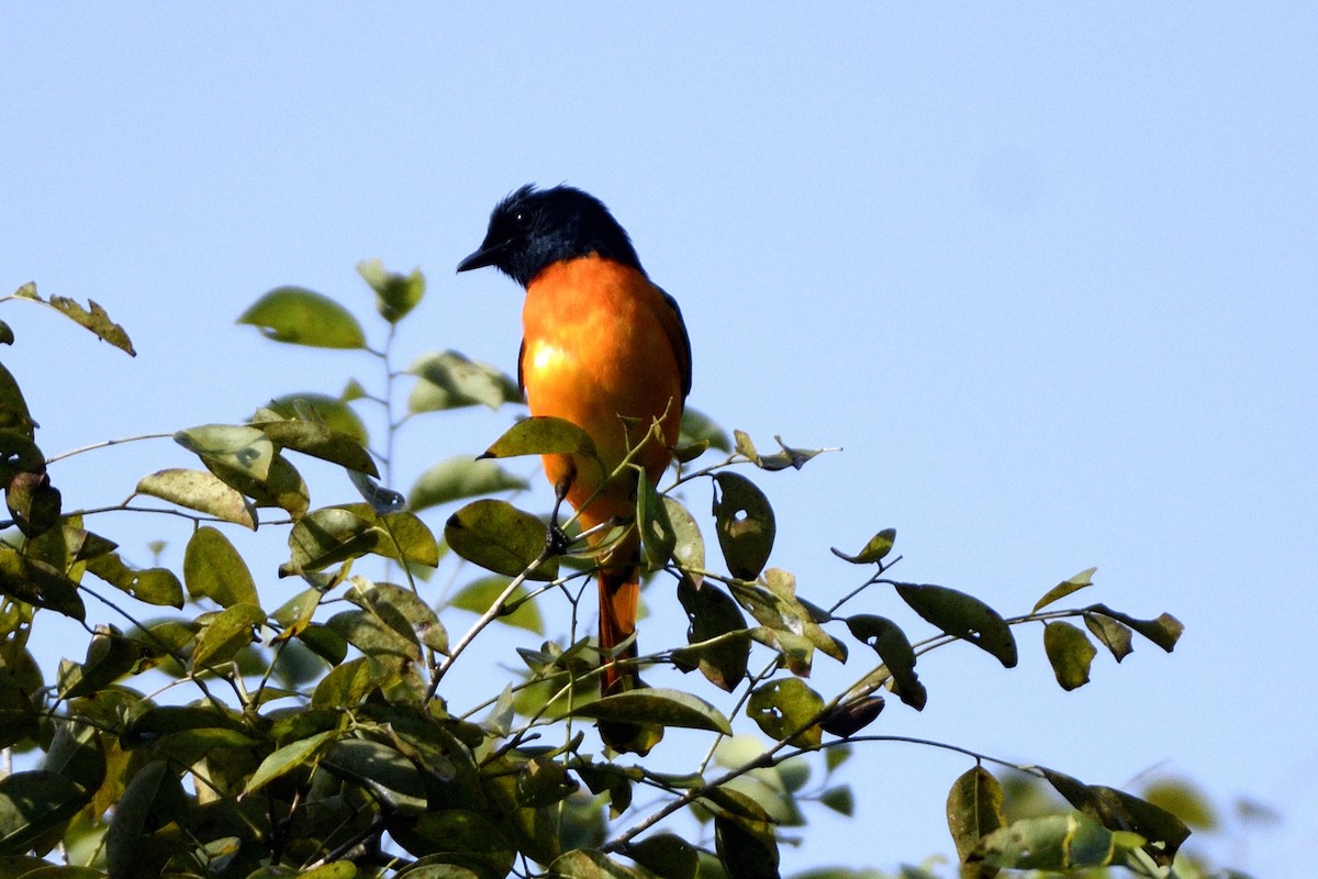 Orange Minivet - ML646731257