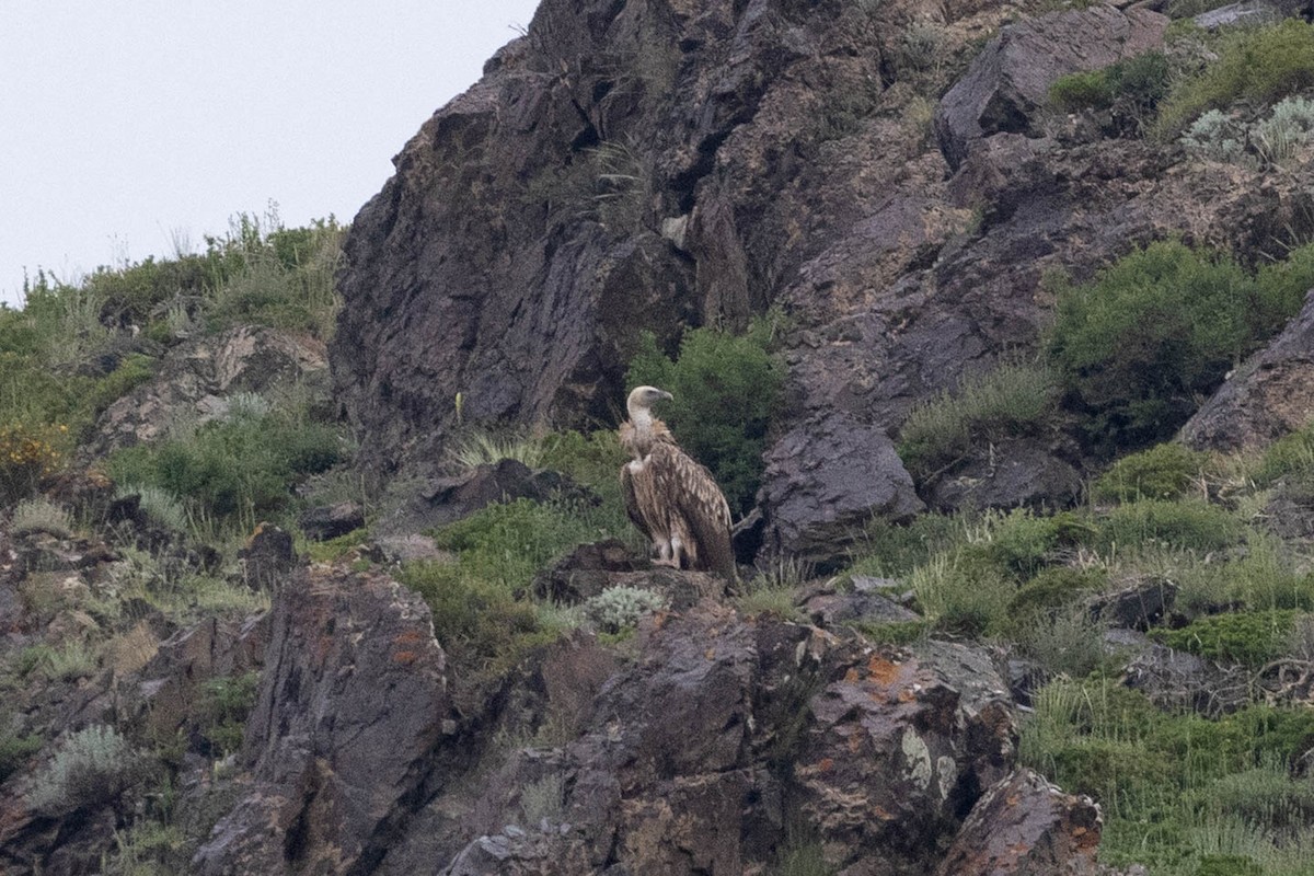 Himalayan Griffon - ML646731258