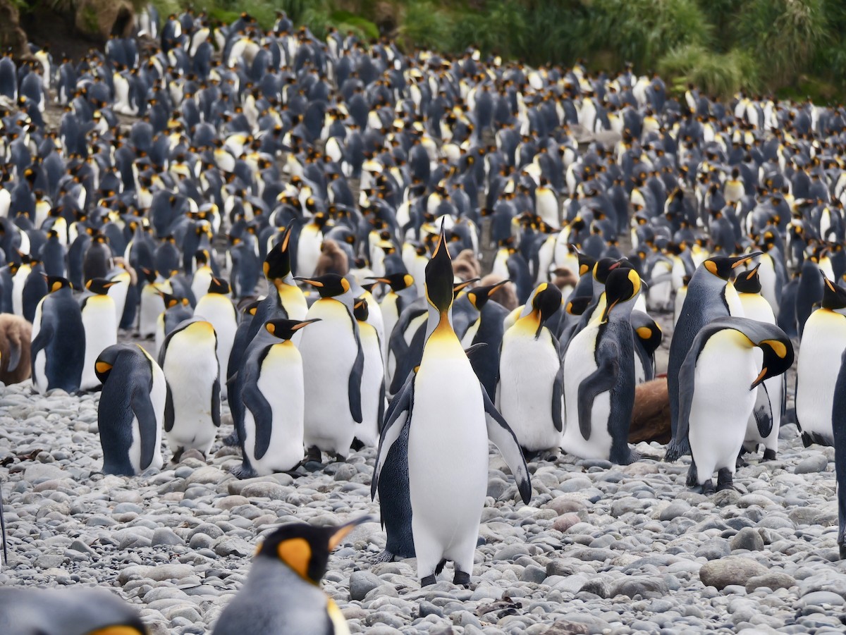 King Penguin - ML646731264