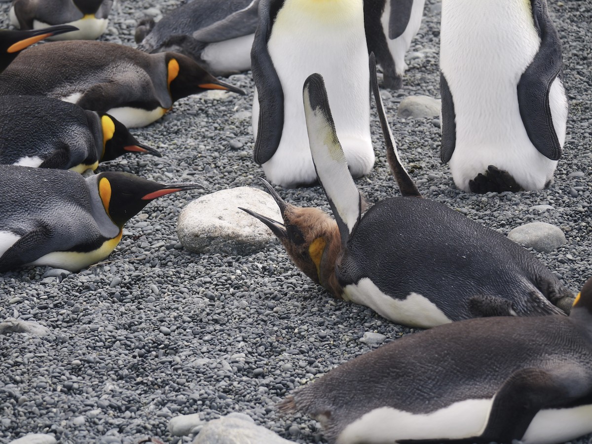 King Penguin - ML646731265