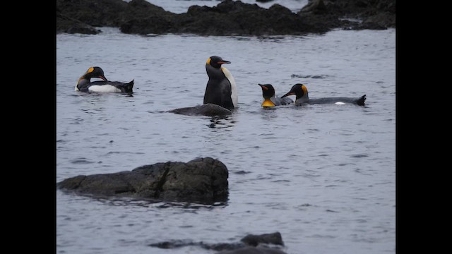 King Penguin - ML646731266