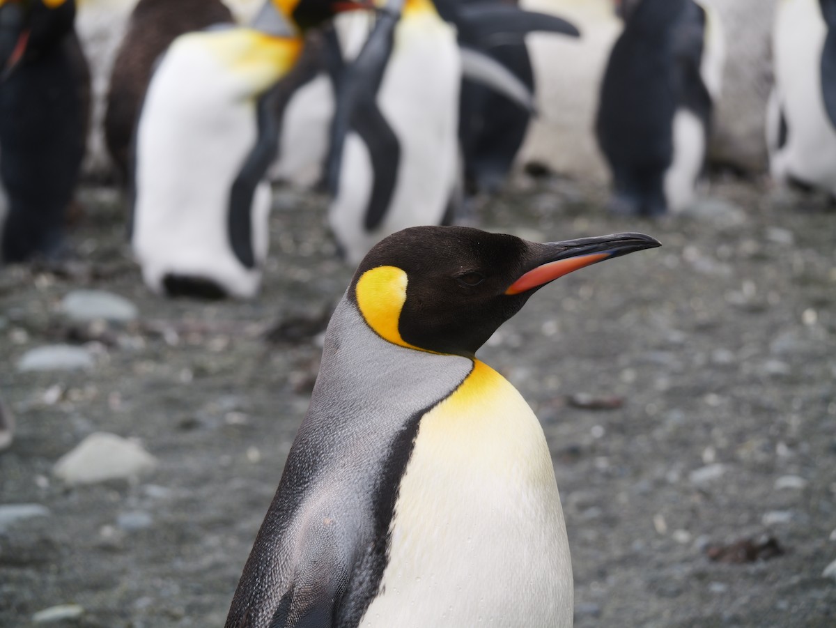 King Penguin - ML646731267