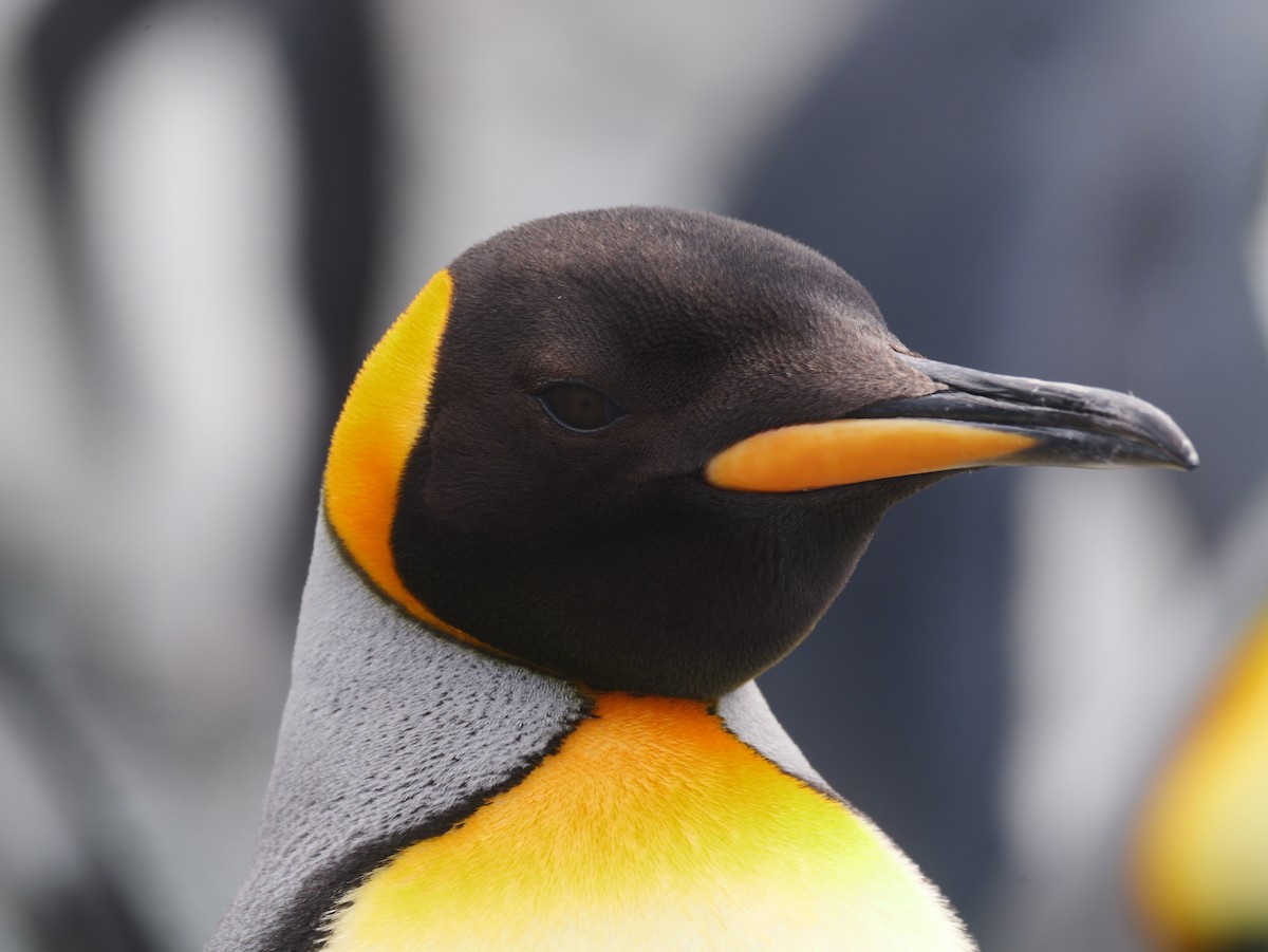 King Penguin - ML646731268