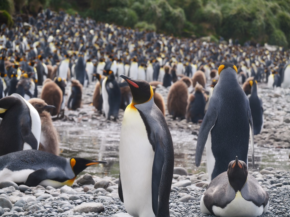 King Penguin - ML646731269