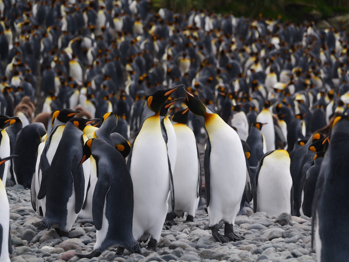 King Penguin - ML646731270