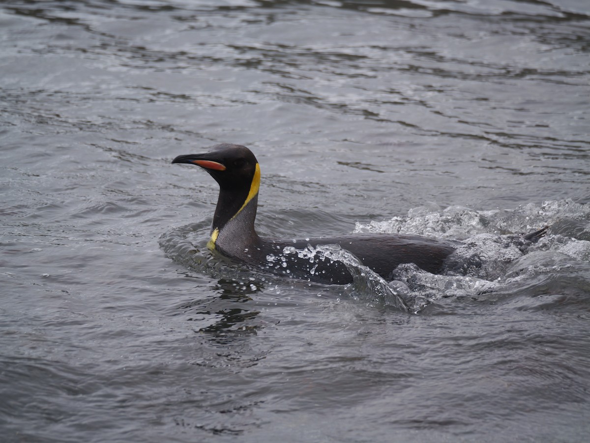 King Penguin - ML646731271