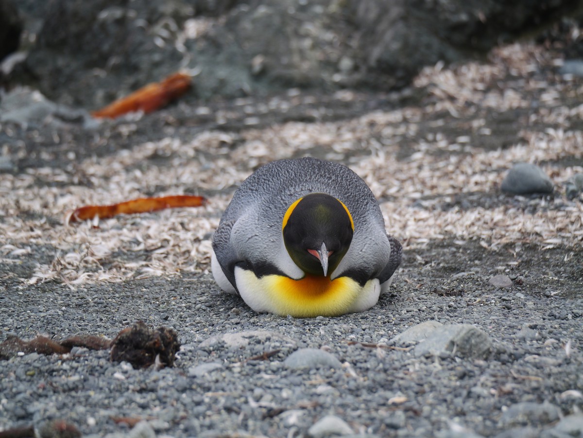 King Penguin - ML646731272