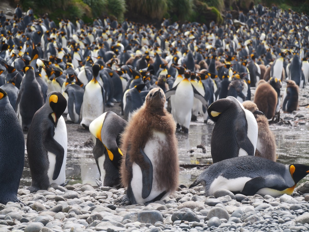 King Penguin - ML646731273