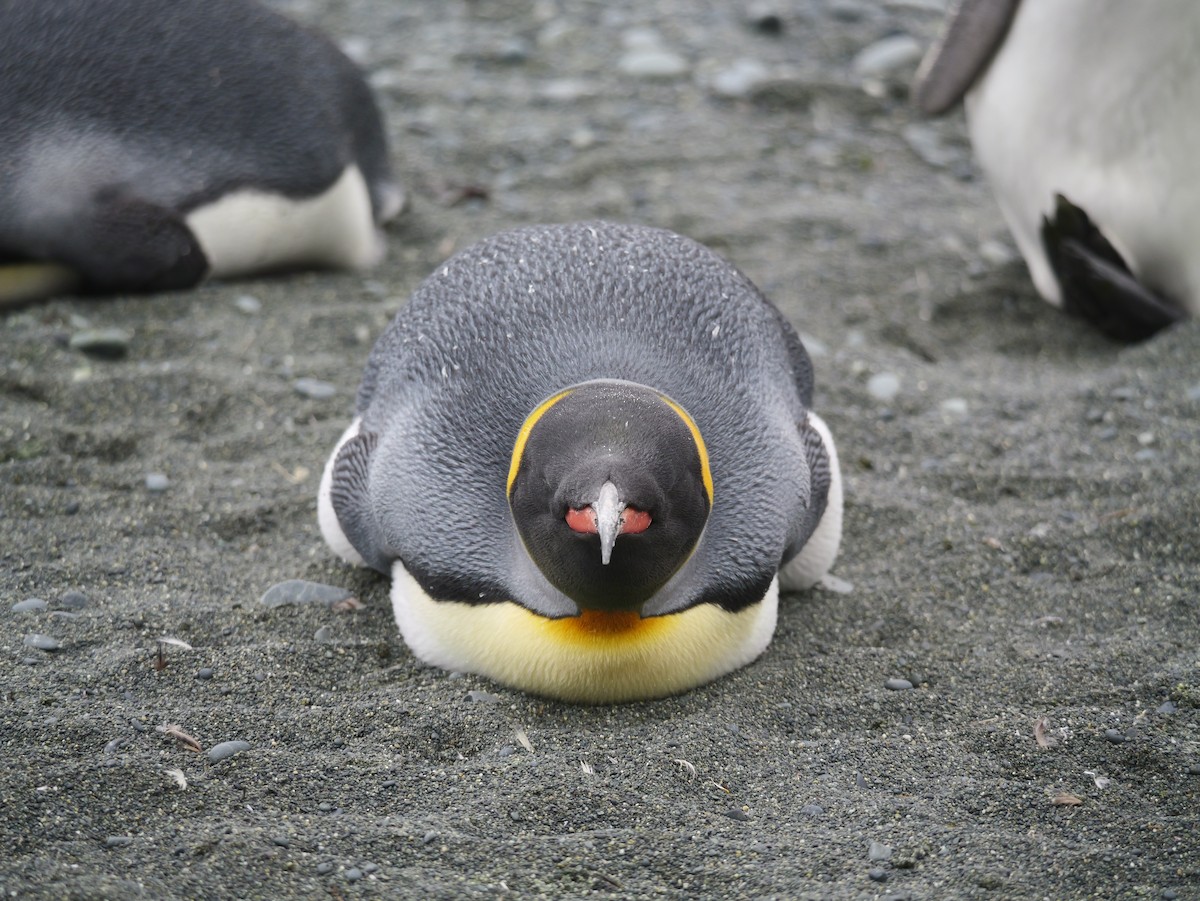 King Penguin - ML646731274