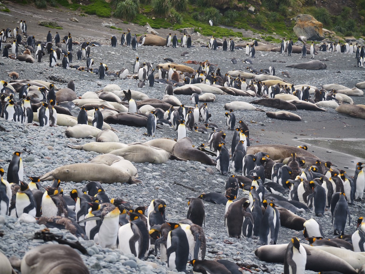 King Penguin - ML646731275