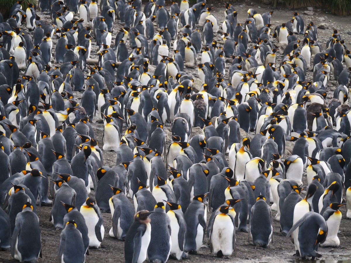 King Penguin - ML646731276
