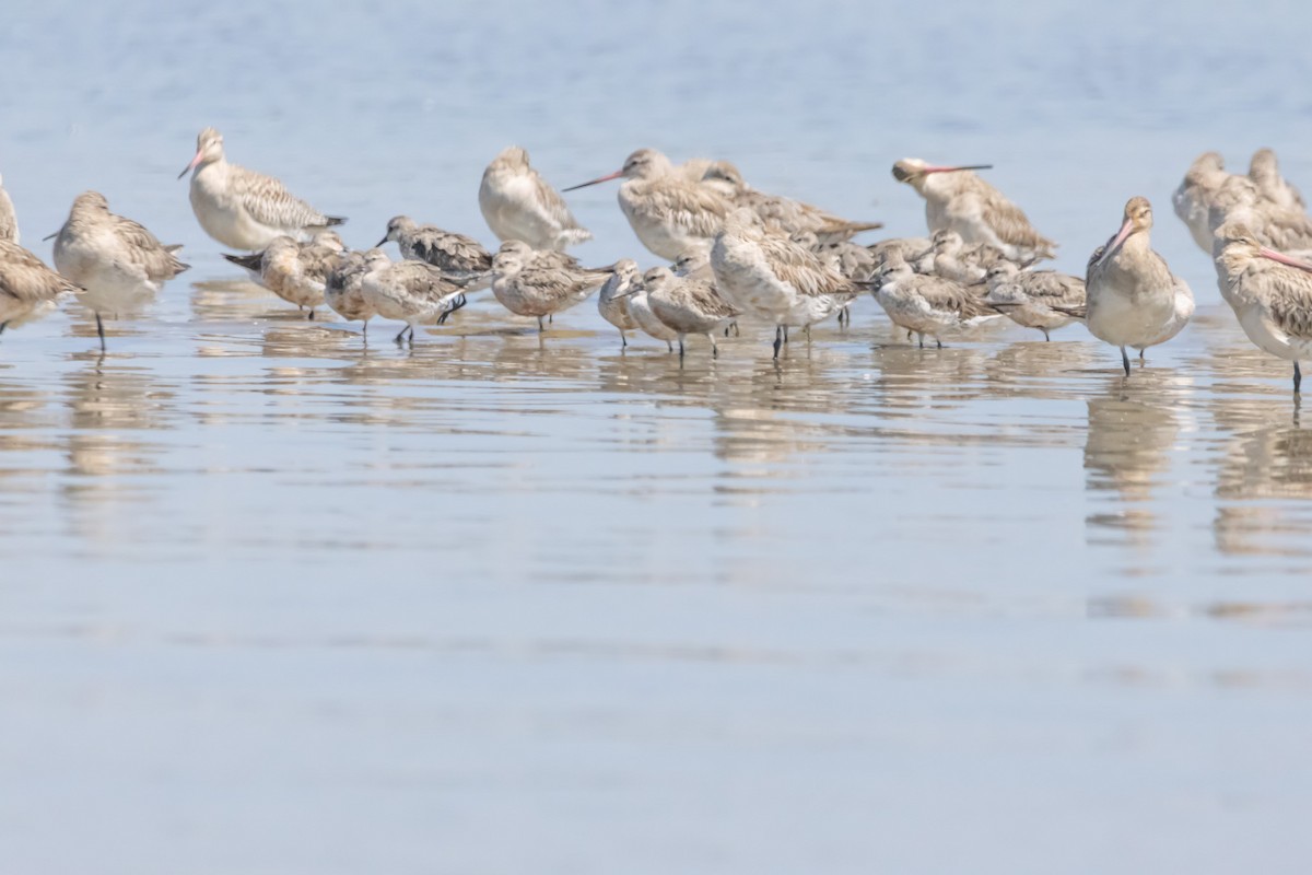 Great Knot - ML646731281