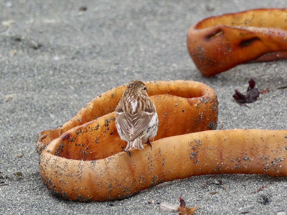 Redpoll - ML646731282