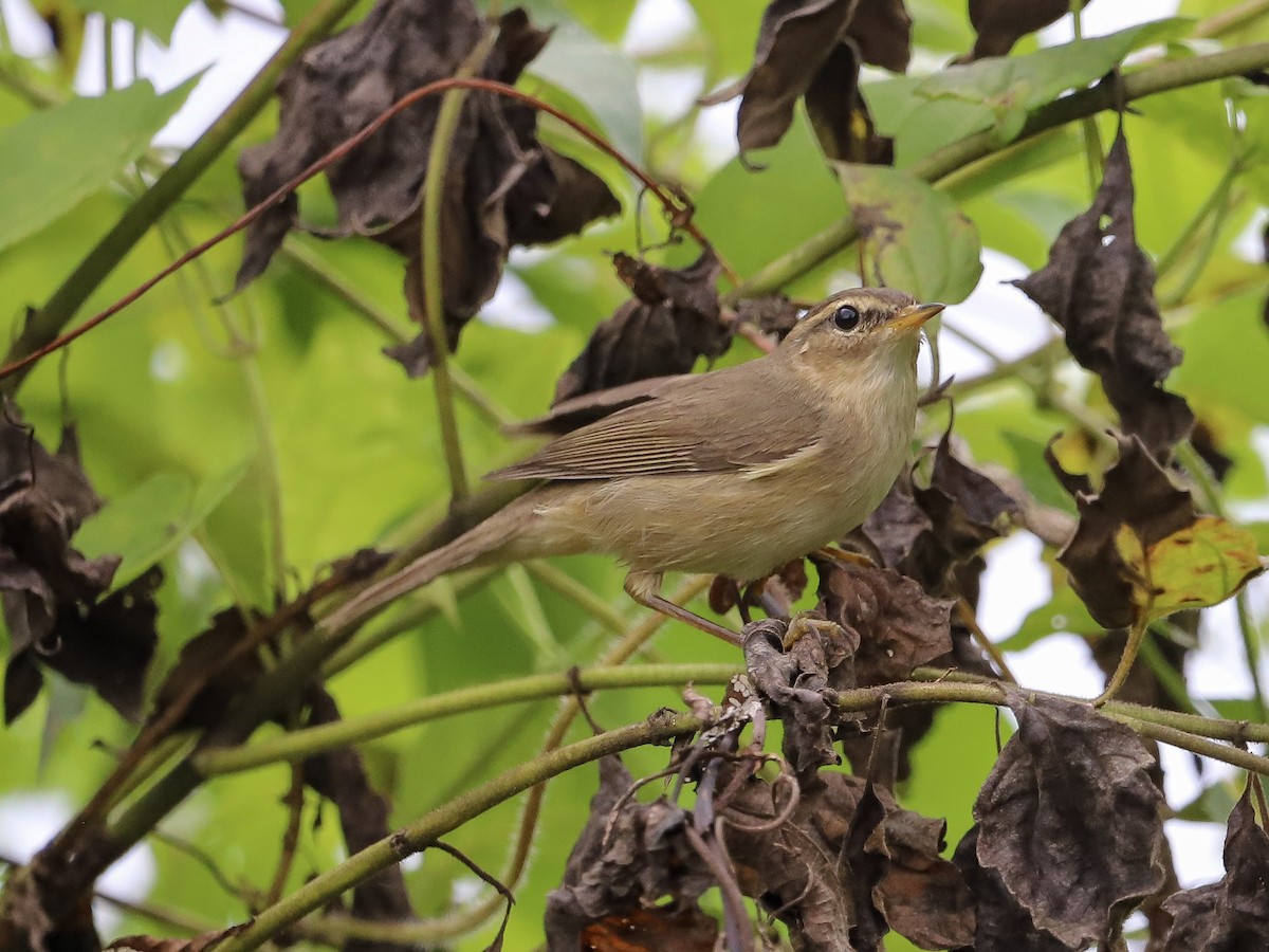 Бүхт дууч шувуу - ML646731287