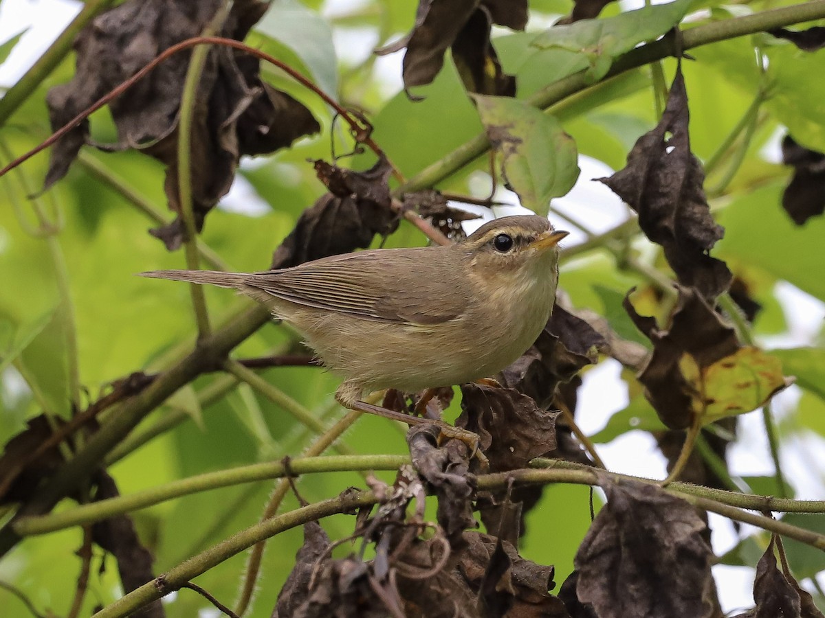 Бүхт дууч шувуу - ML646731291