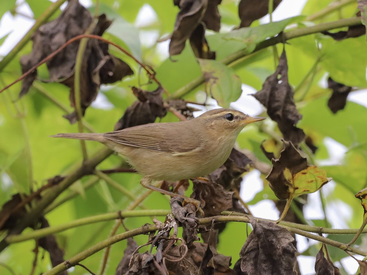 Бүхт дууч шувуу - ML646731292