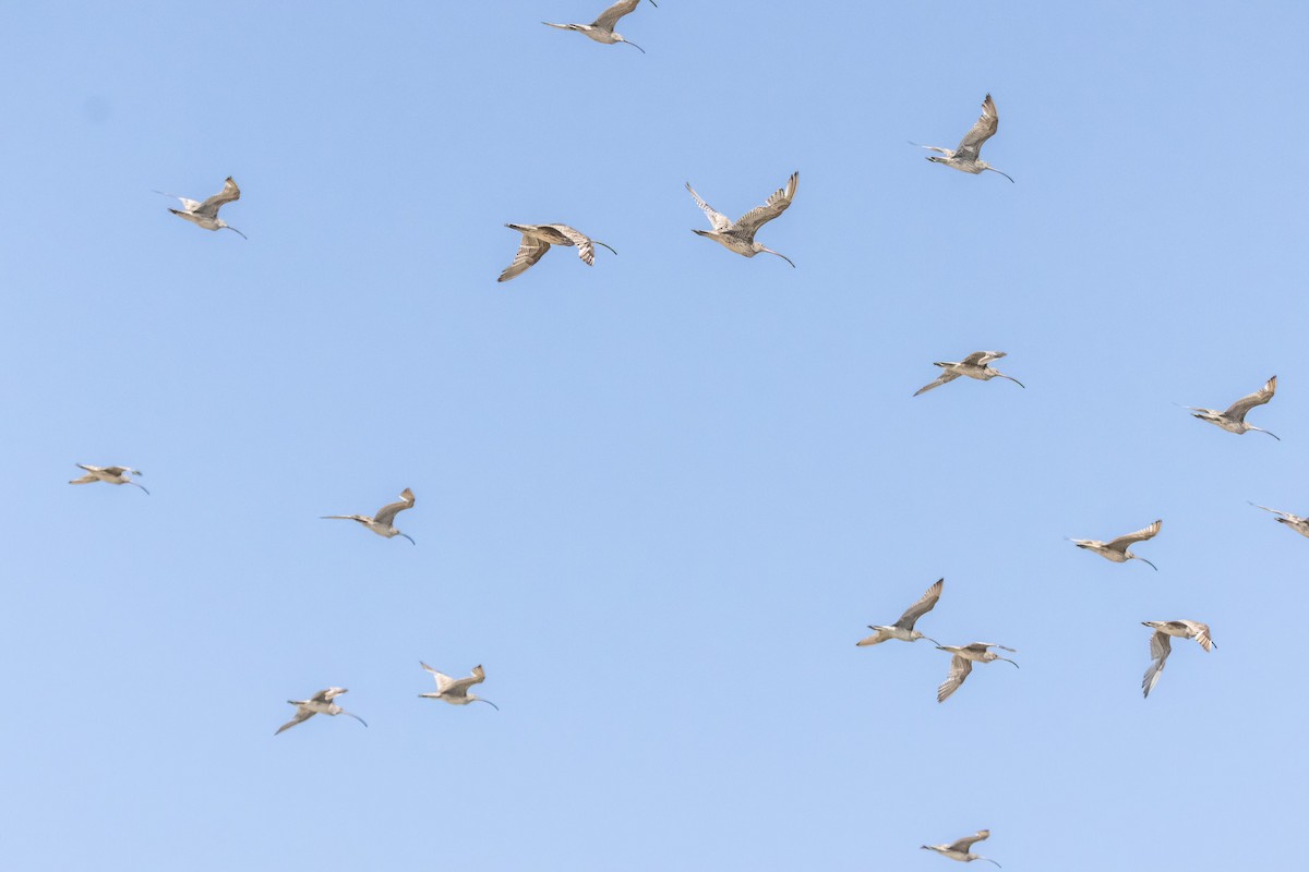 Far Eastern Curlew - ML646731293