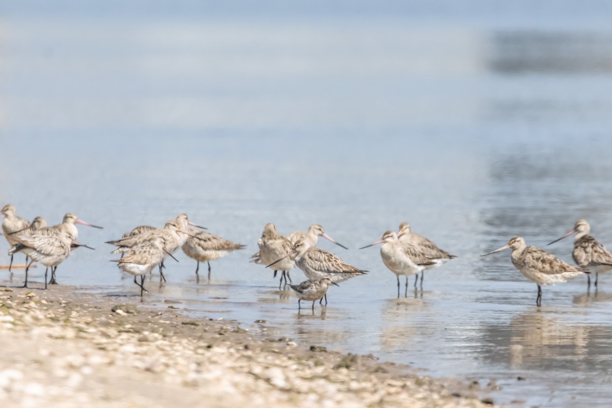 Great Knot - ML646731297