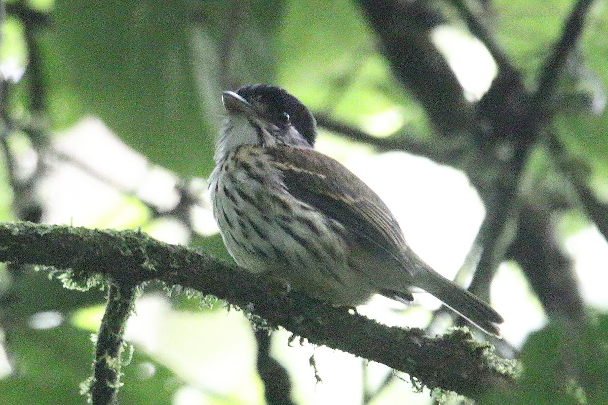 African Broadbill - ML646731298