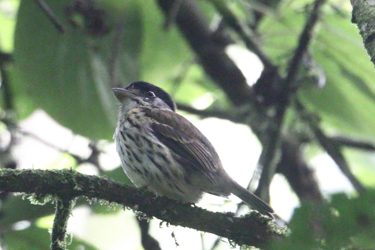 African Broadbill - ML646731299
