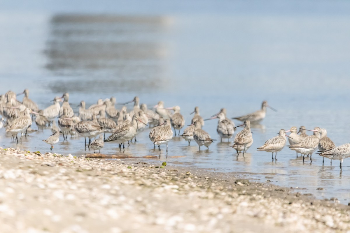 Curlew Sandpiper - ML646731301