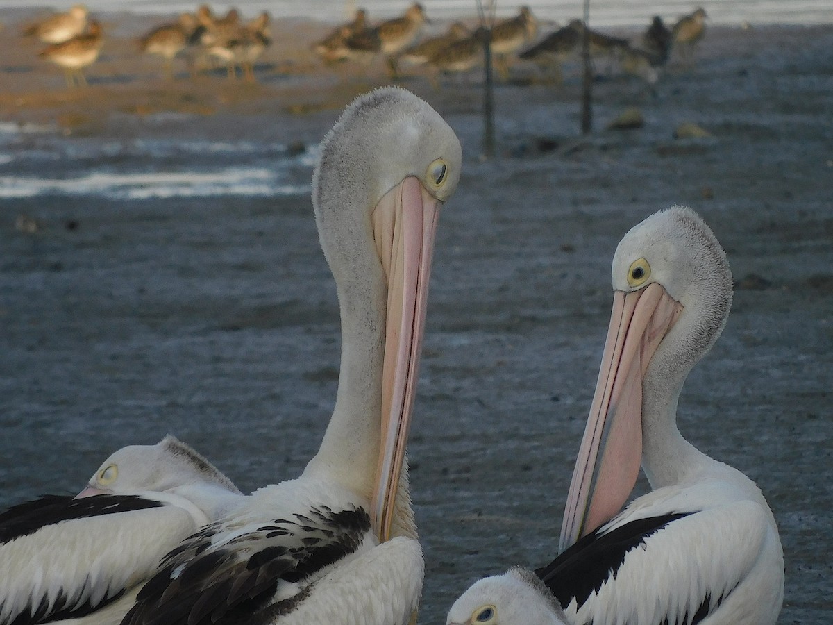 Australian Pelican - ML646731302