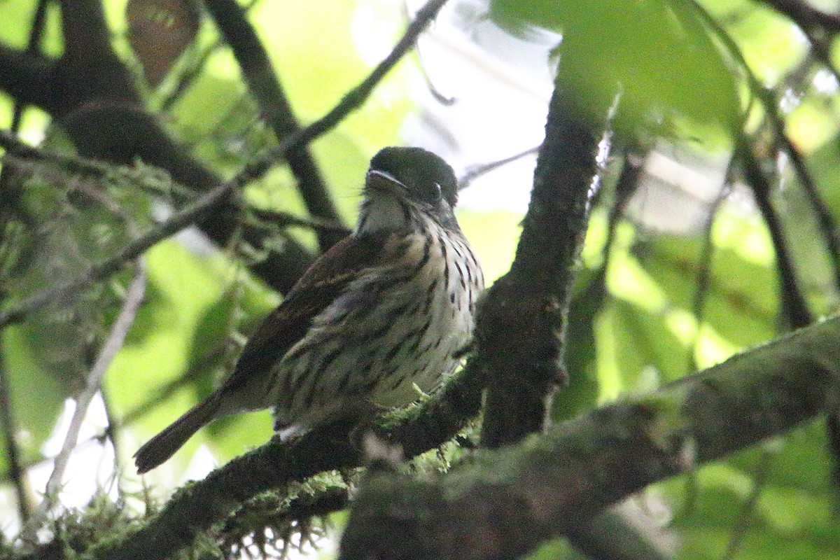 African Broadbill - ML646731303